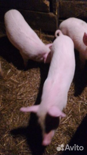 Поросята ландрас дюрок