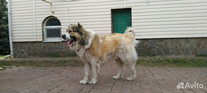 Обучение и дрессировка собак