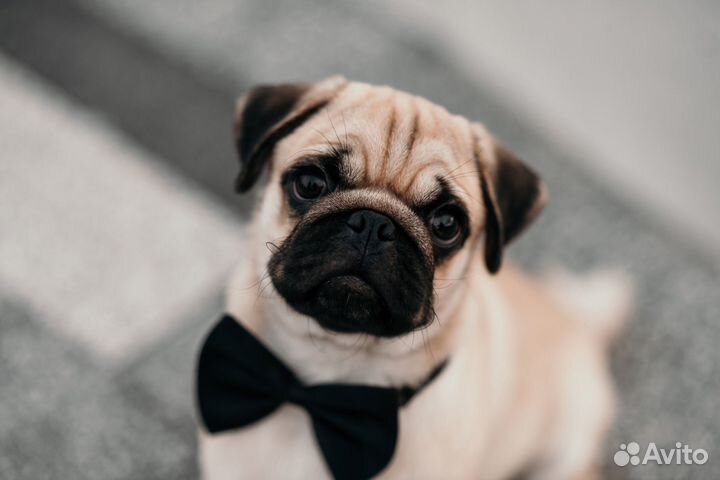 Мопс вязка мальчик
