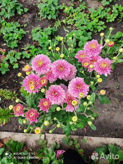 Хризантема