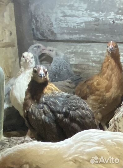 Цыплята разных возрастов мясояичной породы