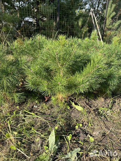 Саженцы сосны обыкновенной в наличие