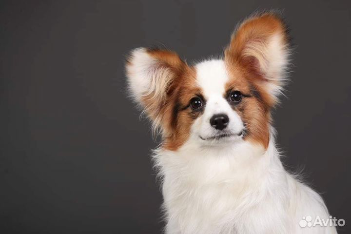 Щенки папийон (папильон)