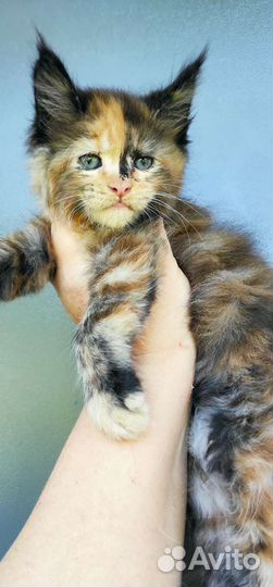 Мейн-кун очень яркая звёздочка девочка