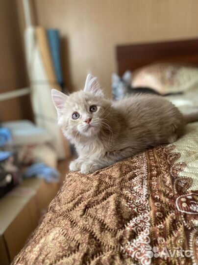 Котята мейн-кун