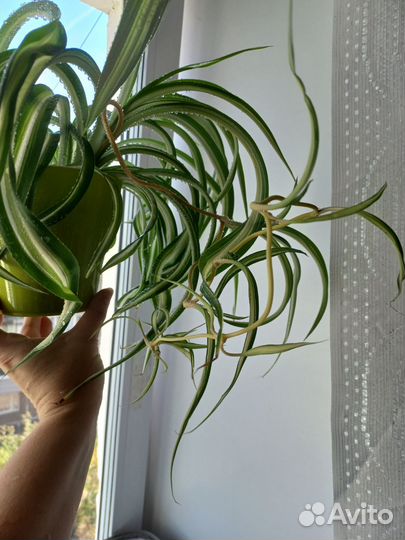 Хлорофитум кудрявый