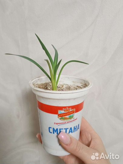 Панданус