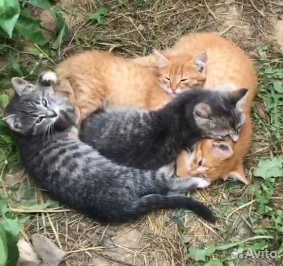 Кошка и котята в добрые руки