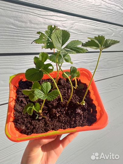 Клубника Альба, Купчиха, Азия усы саженцы рассада