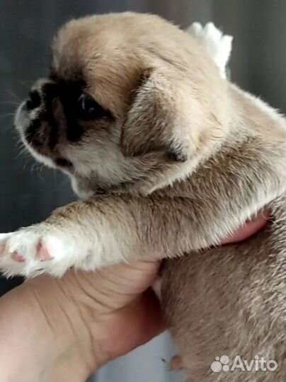 Щенки чихуахуа micro девочки