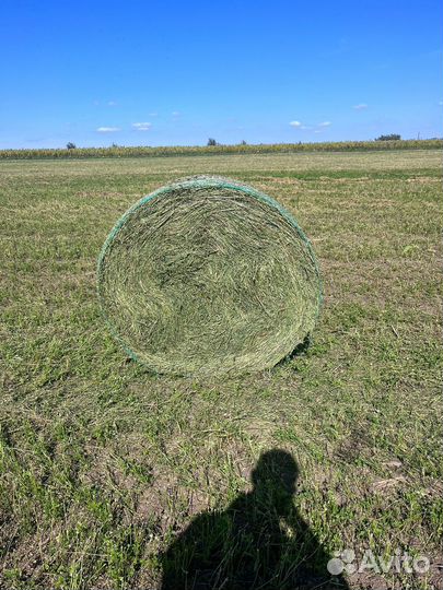 Сено люцерны 2023 года свежак 100 проц люцерна