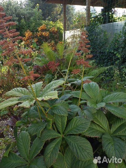 Редкие садовые растения