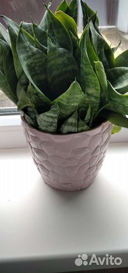 Цветы комнатные