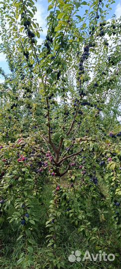 Слива анжелина