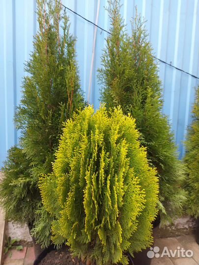 Туи Ауреа нана, туи Смарагд, голубые ели