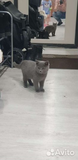 Передержка животных