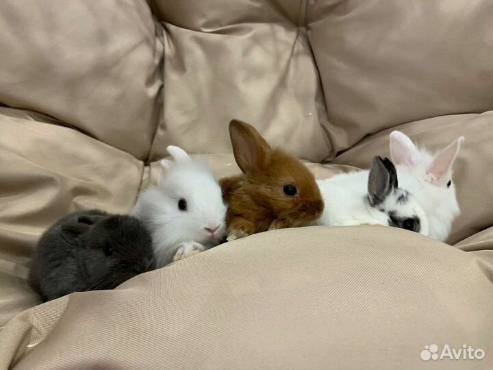 Декоративный карликовый кролик