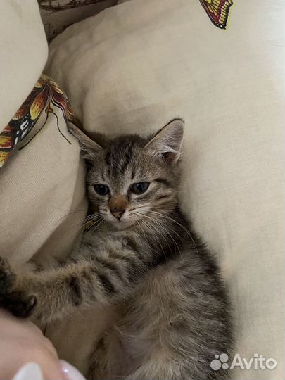 Котенок бесплатно