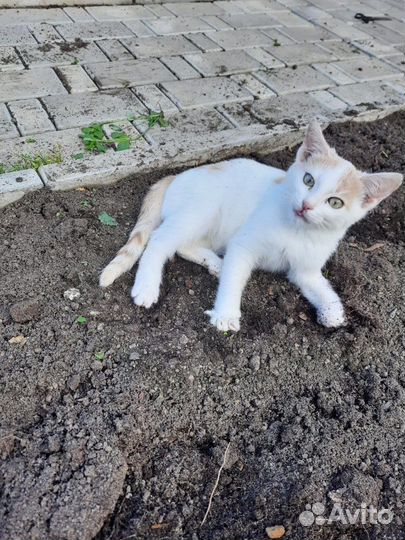 Отдам кошку в добрые руки