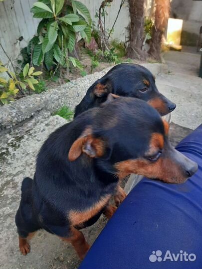 Собаки щенки