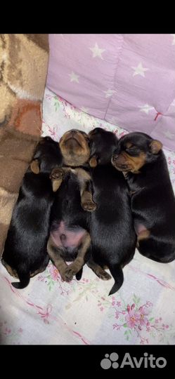 Йоркширский терьер щенки