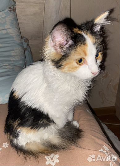 Кошка в дар