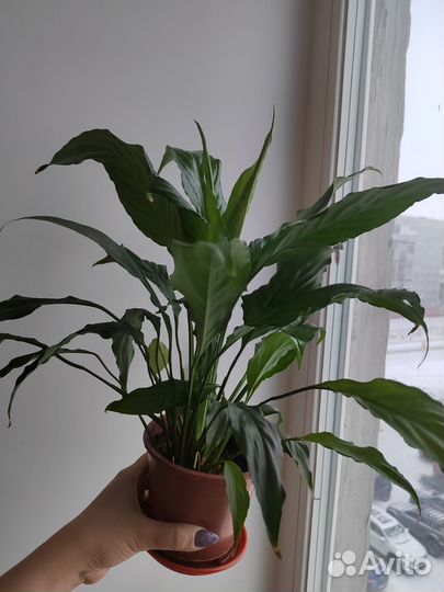 Спатифиллум