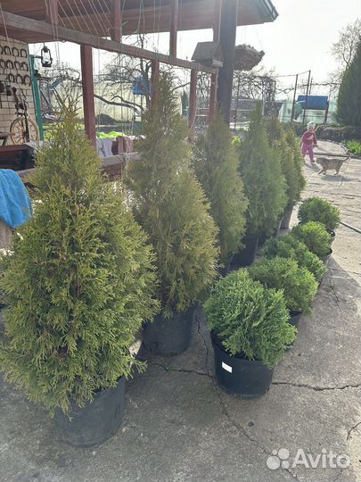 Туя смарагд, даника