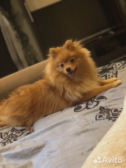 Малый немецкий шпиц, вязка