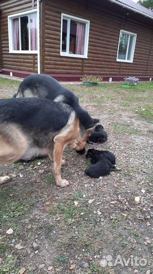 Щенки немецкой овчарки