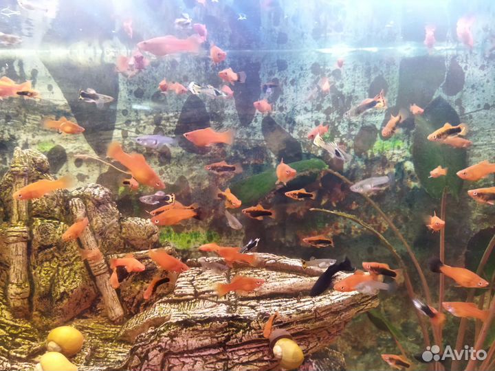 Аквариумные рыбки меченосцы