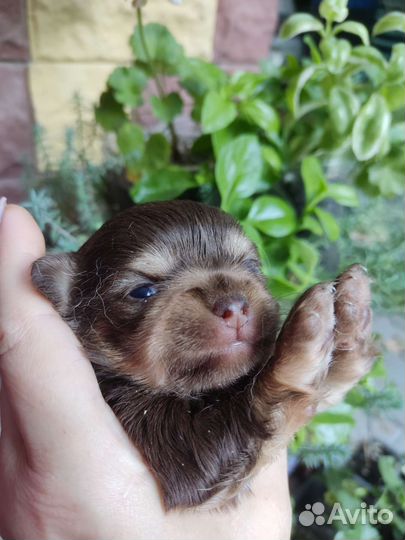 Чихуахуа бронь