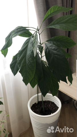 Авокадо дерево