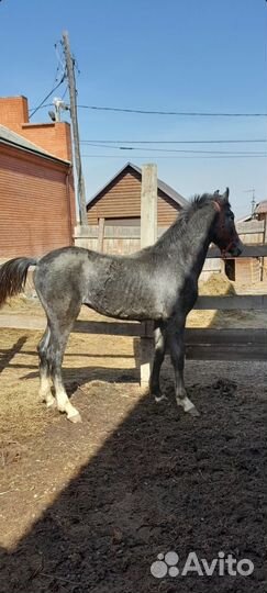 Орловский жеребец