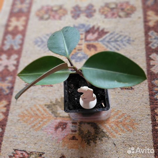 Фикус каучуконосный