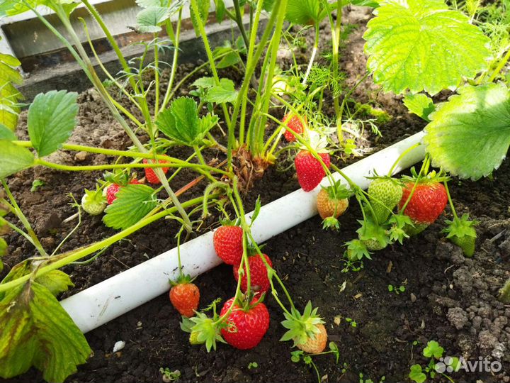 Клубника ремонтантная саженцы