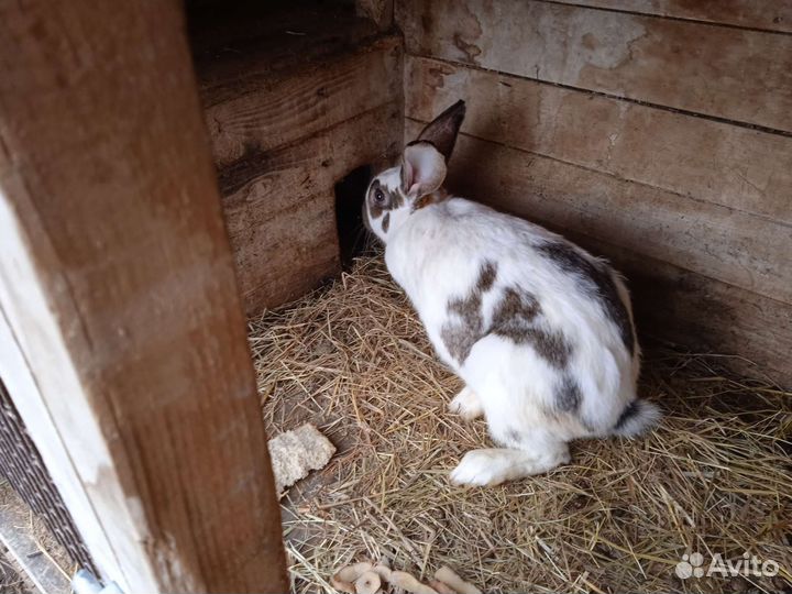 Кролики мясных пород