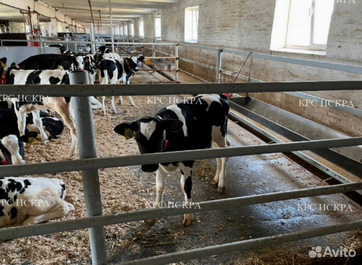 Телята, бычки на откорм 1-3 мес