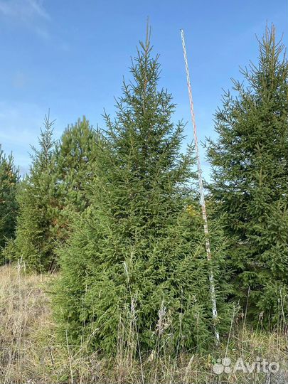 Ель extra до 5 метров