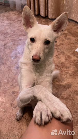 Собака в добрые руки