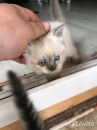 Котята в добрые руки мальчики