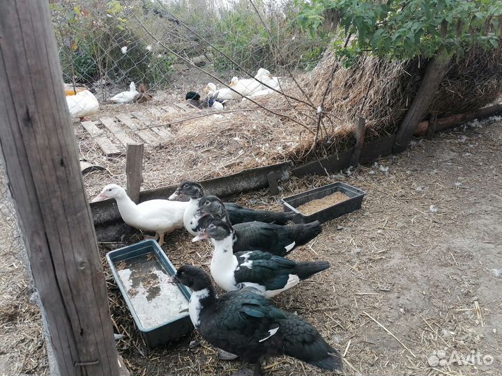 Продаются утята индоутки