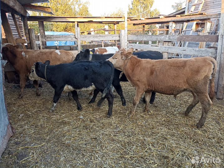 Бычки на откорм