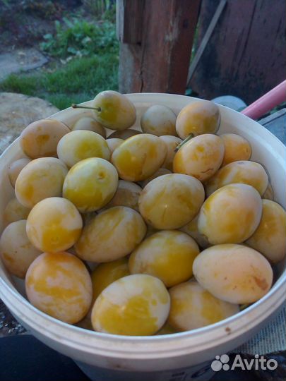 Малина, слива жёлтая