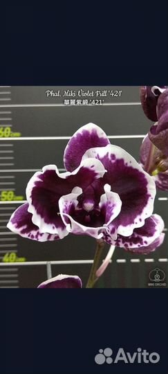 Орхидея дендробиум