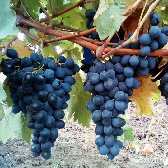 Виноградная лоза Молдова