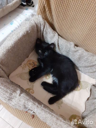 Кошка