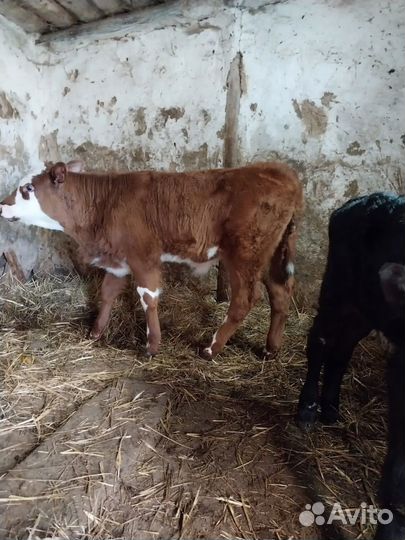 Бычки и телки