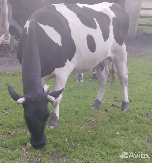 Корова стельная дойная