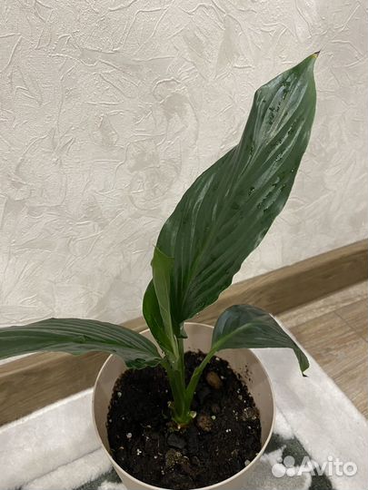 Спатифиллум